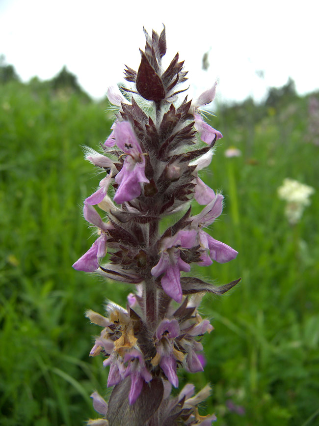 Image of Stachys balansae specimen.