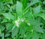 Chenopodium album