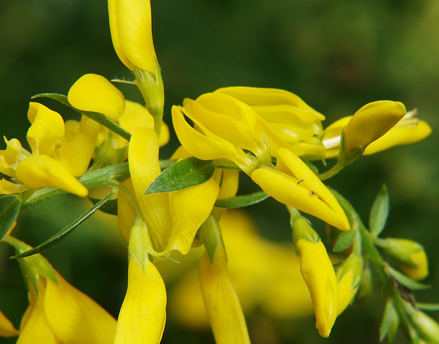 Image of Genista tinctoria specimen.