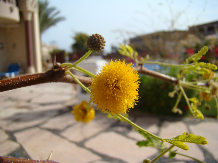 Изображение особи род Vachellia.