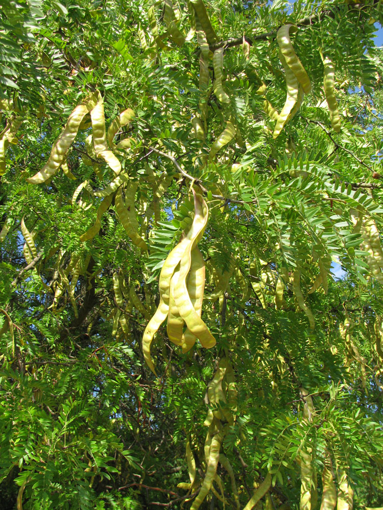 Image of Gleditsia triacanthos specimen.