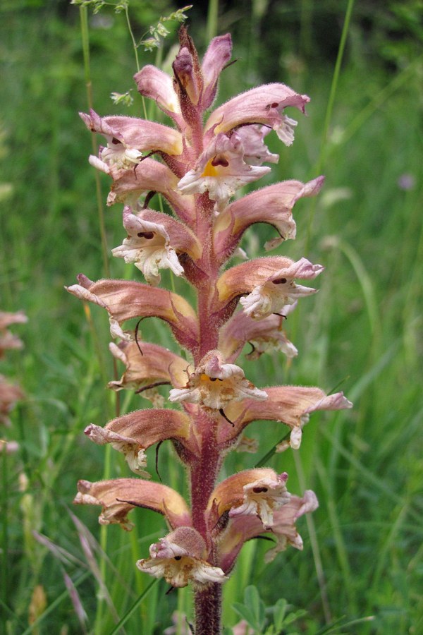 Image of Orobanche lutea specimen.