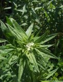 Lithospermum officinale