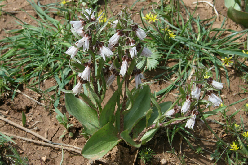 Image of Rhinopetalum stenantherum specimen.