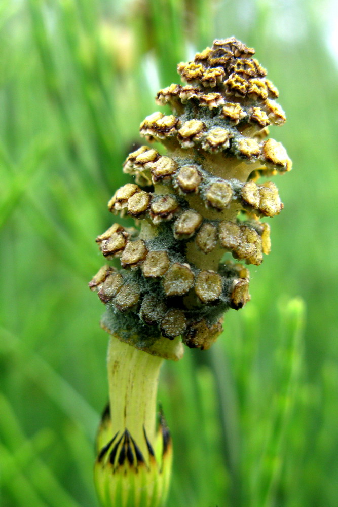 Image of Equisetum fluviatile specimen.