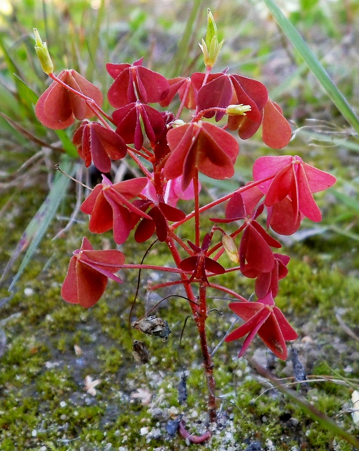 Image of Oxalis stricta specimen.