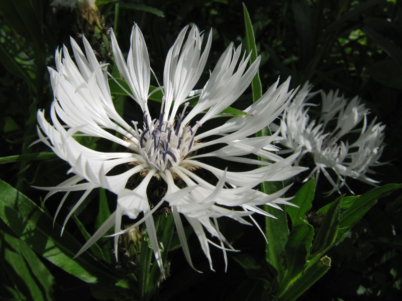 Image of Centaurea montana specimen.