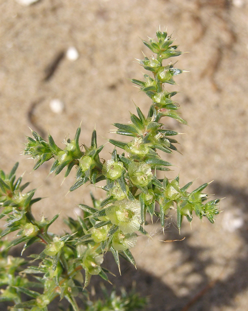 Image of Salsola tragus specimen.