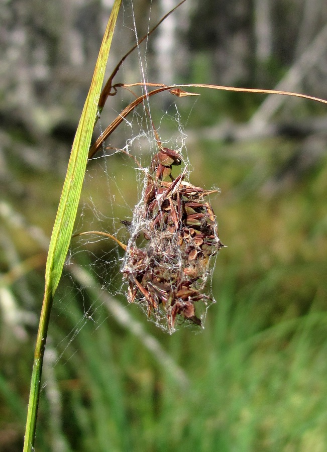 Изображение особи Carex paupercula.