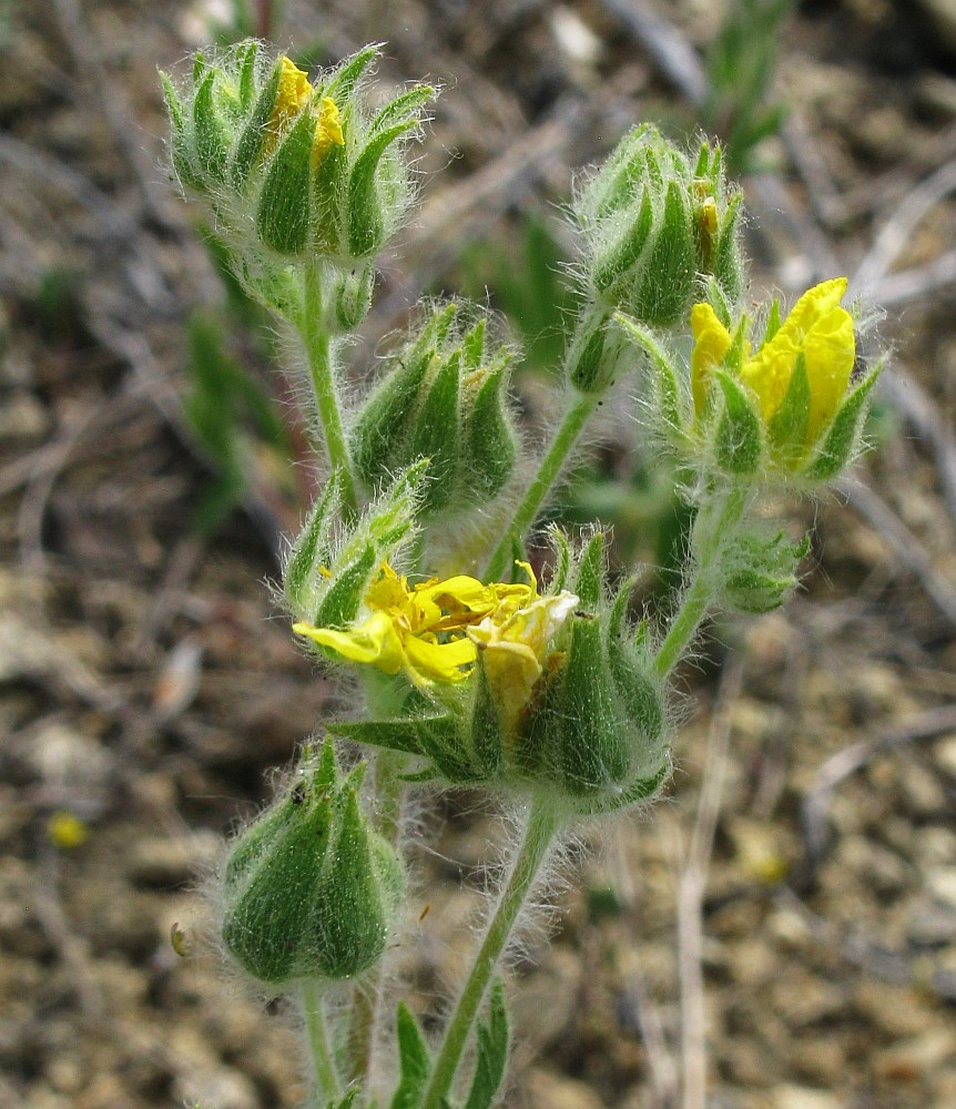 Image of Potentilla astracanica specimen.