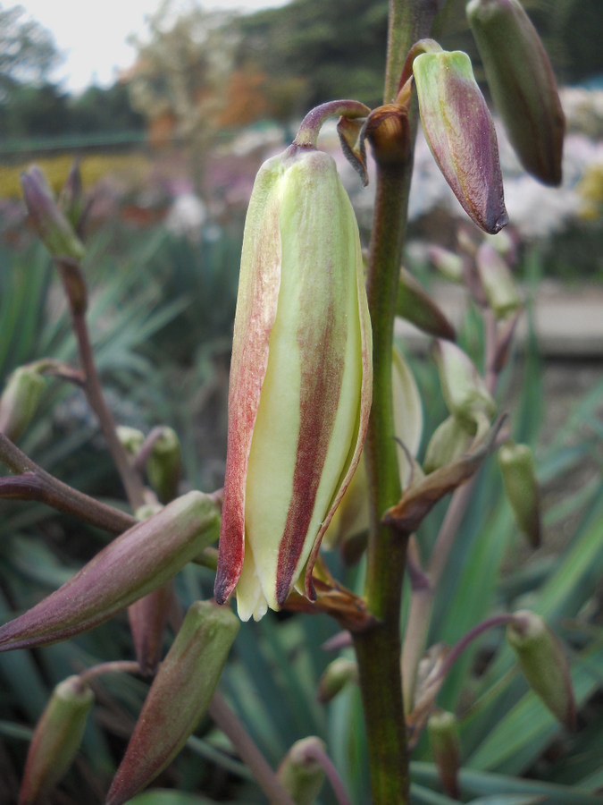 Image of Yucca gloriosa specimen.