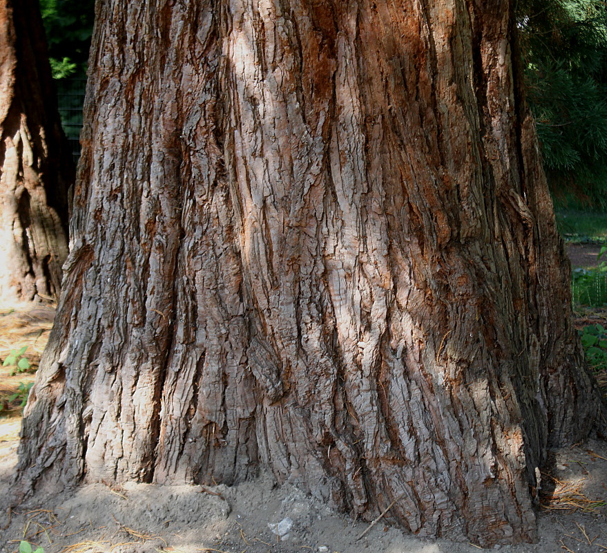 Image of Sequoiadendron giganteum specimen.