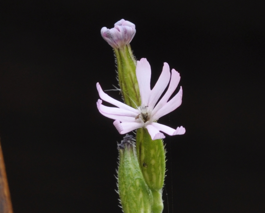 Изображение особи Silene nocturna.