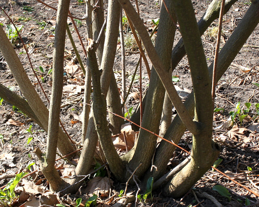 Image of Stachyurus praecox specimen.