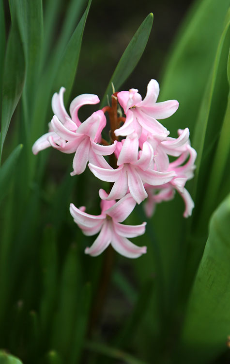 Изображение особи Hyacinthus orientalis.