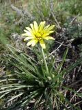 View full-size image Scorzonera mollis
