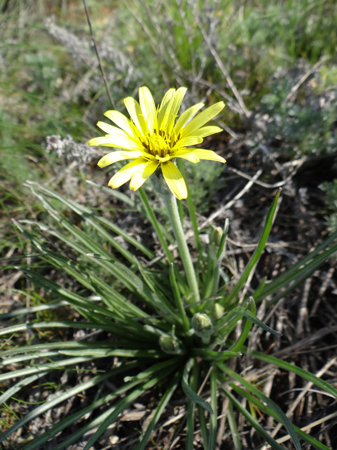 Image of Scorzonera mollis specimen.