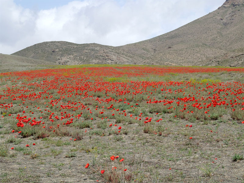 Изображение особи Papaver bipinnatum.