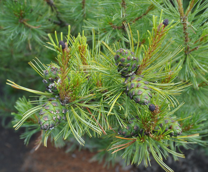 Image of Pinus pumila specimen.