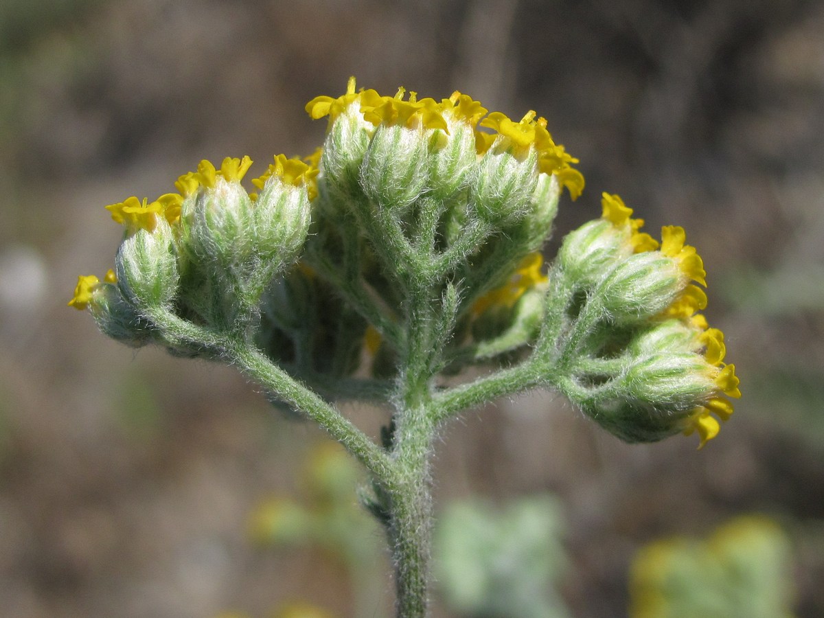 Image of Achillea taurica specimen.