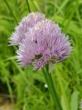 Allium schoenoprasum