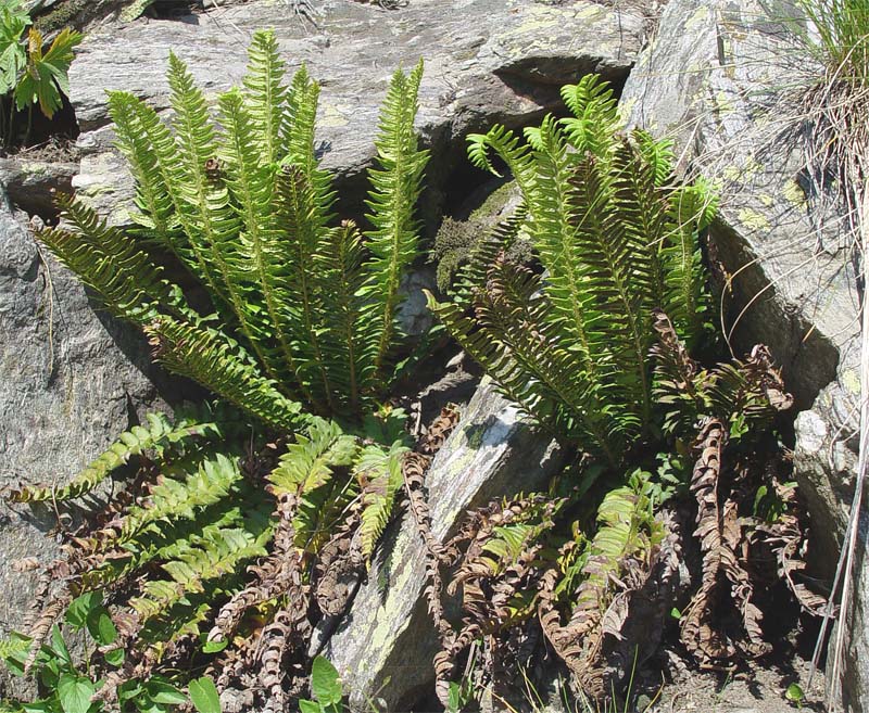 Image of Polystichum lonchitis specimen.