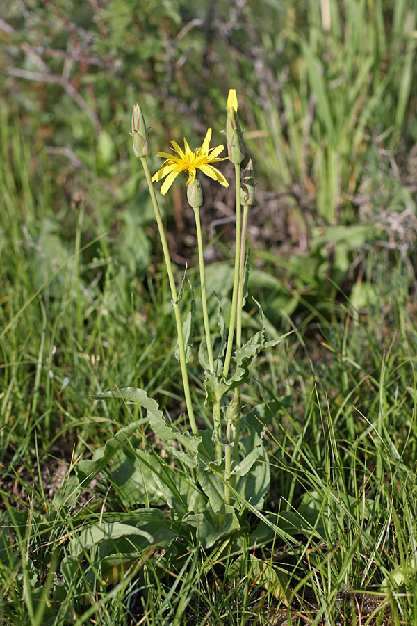 Image of Scorzonera inconspicua specimen.