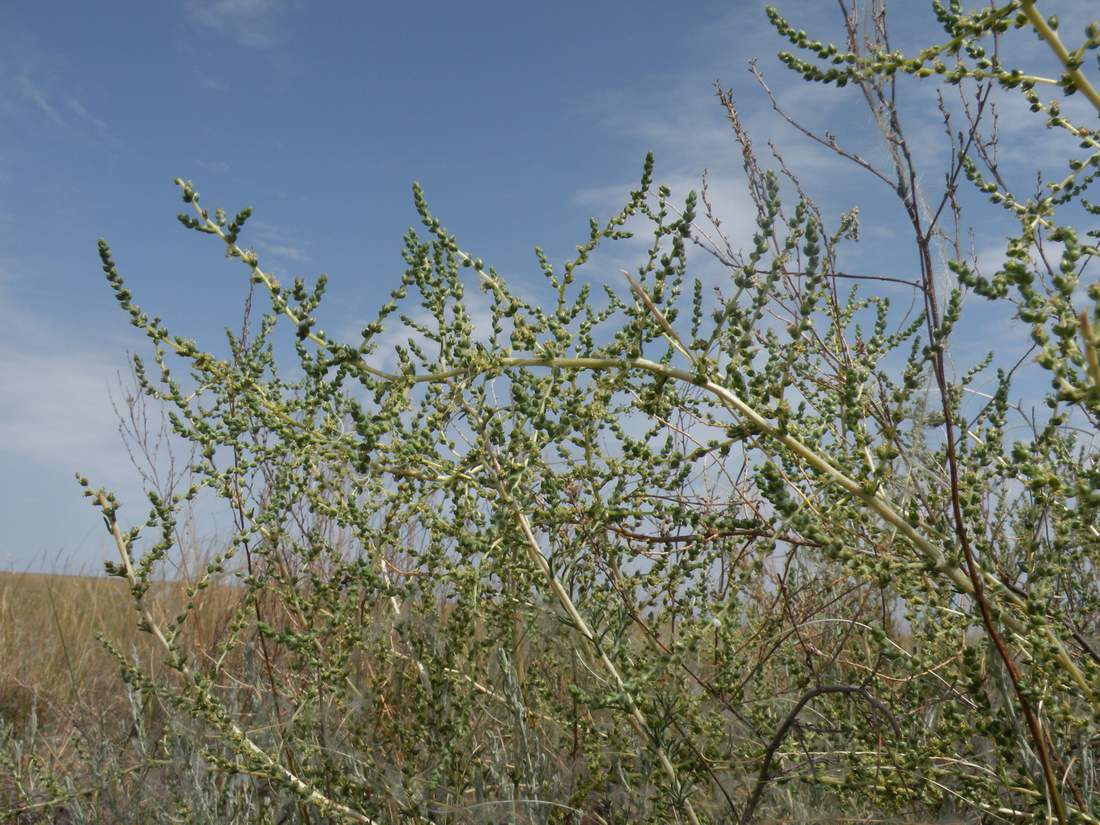 Изображение особи Salsola laricina.