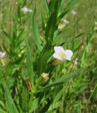 Gratiola officinalis