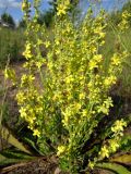 Verbascum lychnitis