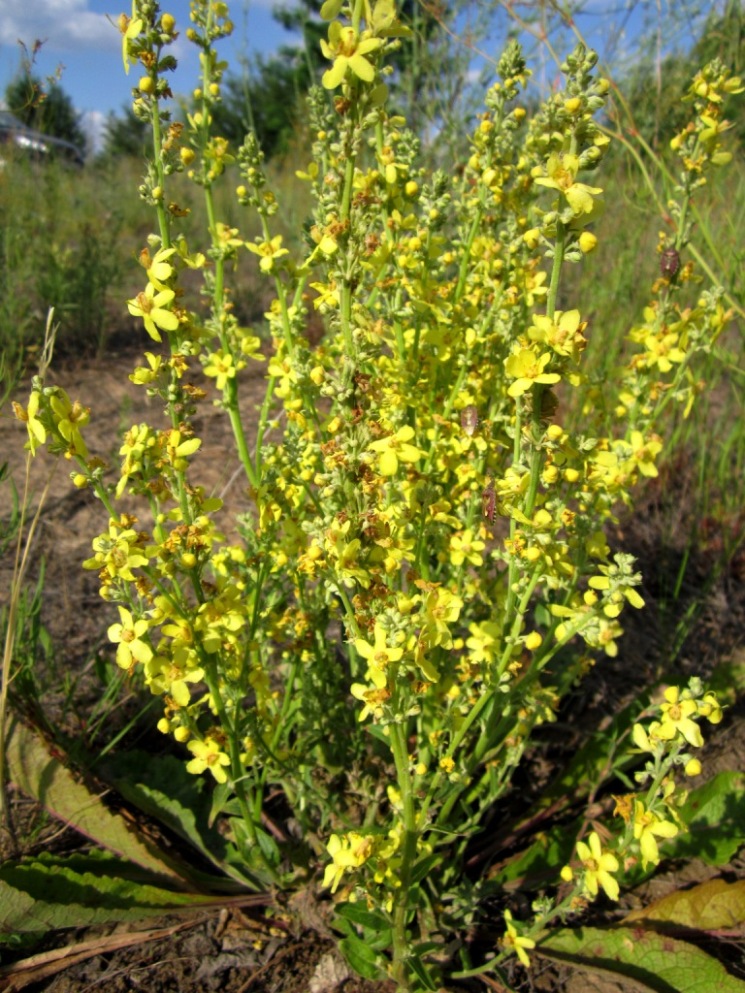 Image of Verbascum lychnitis specimen.