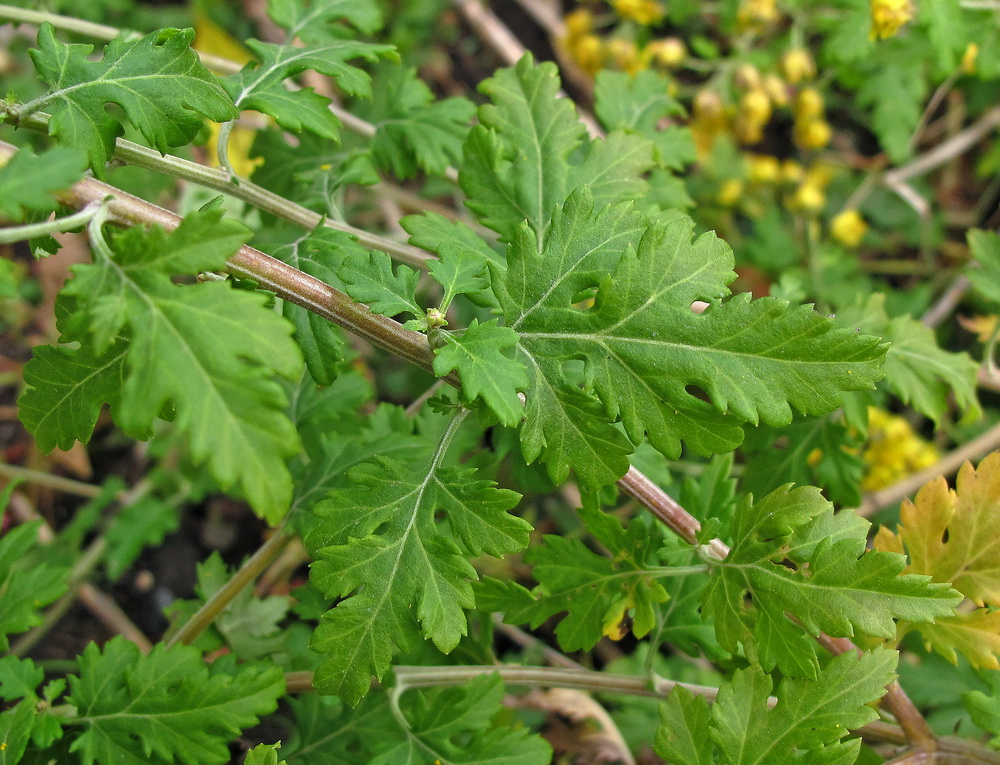 Image of Chrysanthemum indicum specimen.