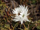 Helichrysum milliganii. Соцветие. Австралия, о. Тасмания, национальный парк \"Крэдл Маунтин\". 25.02.2009.