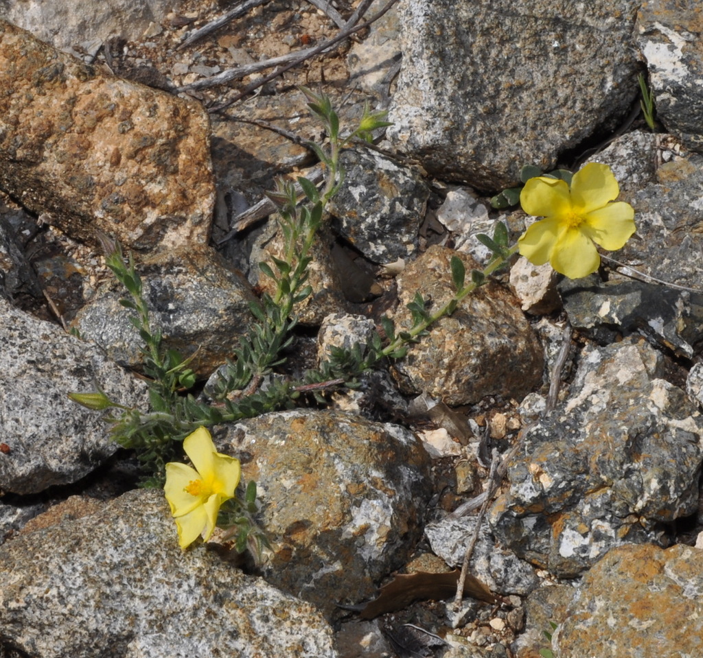 Image of genus Fumana specimen.