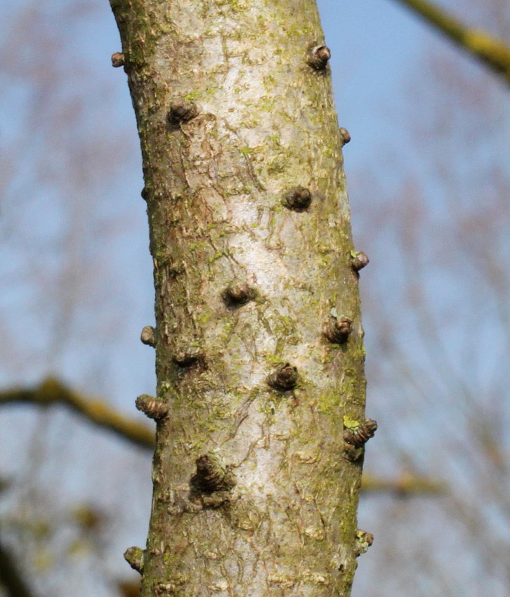 Image of Myrica pensylvanica specimen.