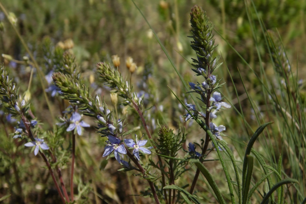 Image of Veronica capsellicarpa specimen.