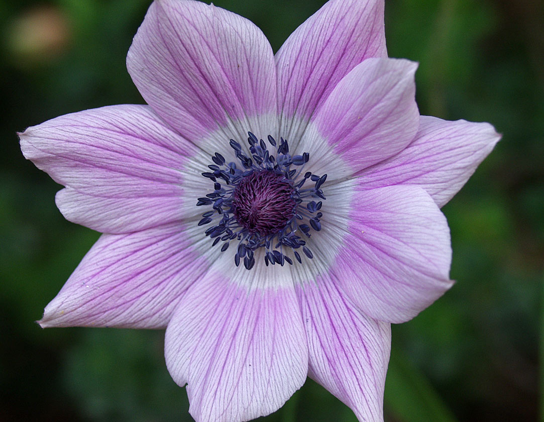 Image of Anemone pavonina specimen.