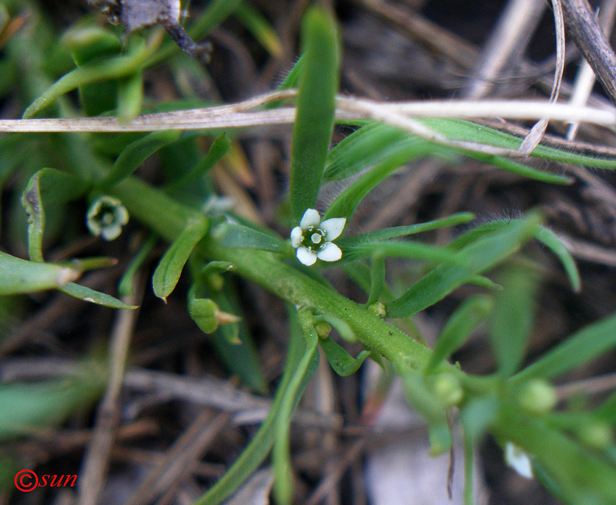 Изображение особи Thesium ramosum.