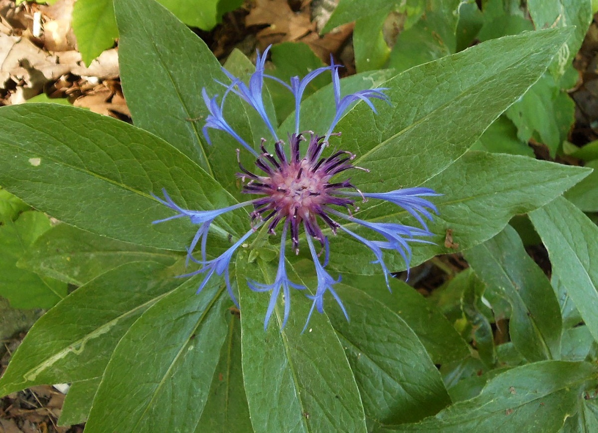 Image of Centaurea triumfettii specimen.