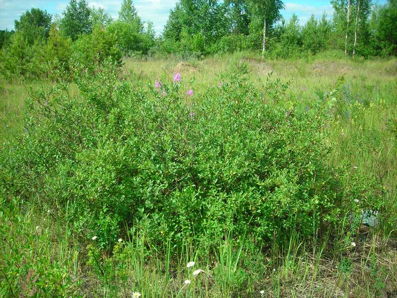 Image of Salix myrsinifolia specimen.