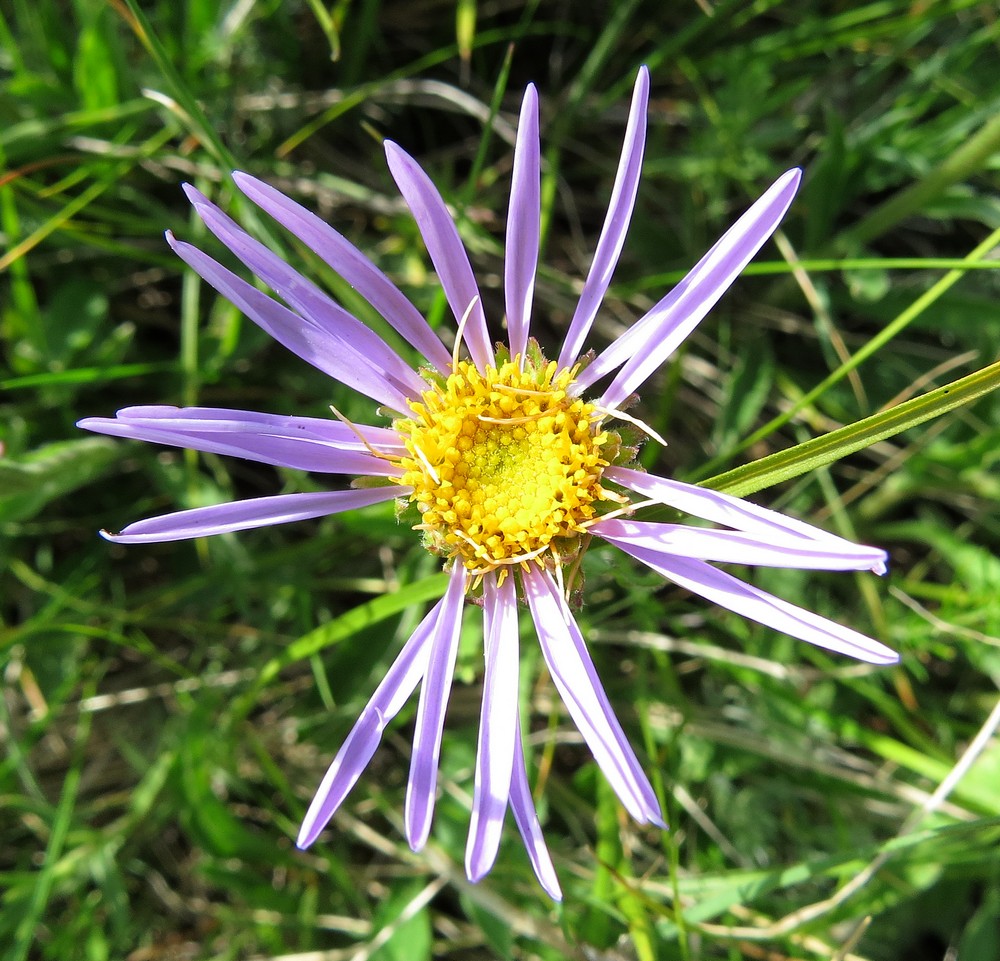 Image of Aster serpentimontanus specimen.