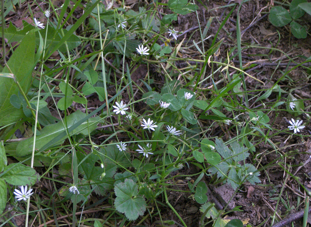 Image of Stellaria graminea specimen.