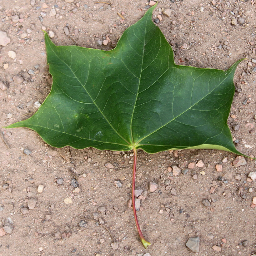 Image of Acer cappadocicum specimen.