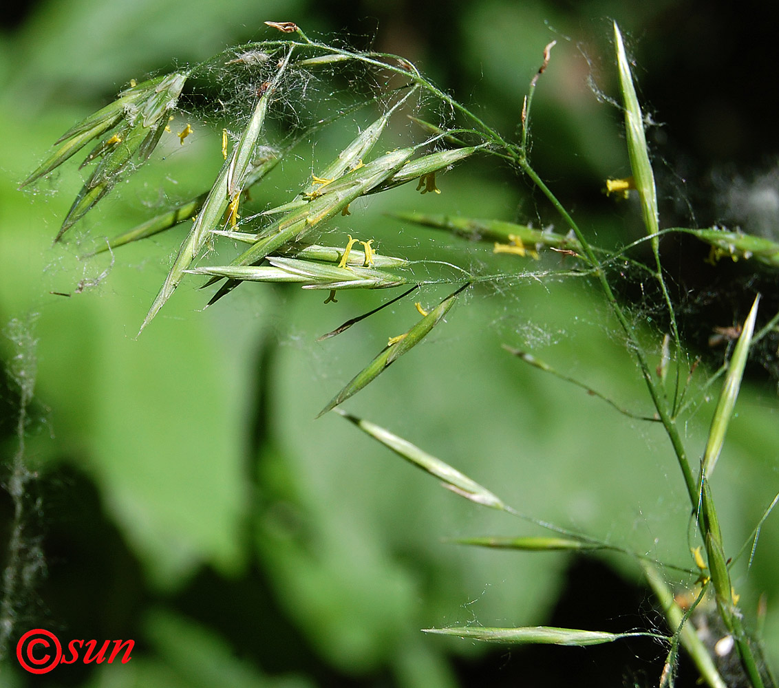 Изображение особи Bromopsis inermis.