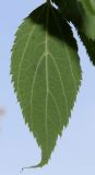 Celtis australis