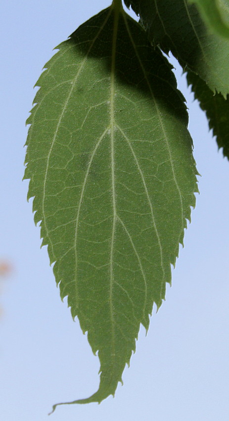 Image of Celtis australis specimen.