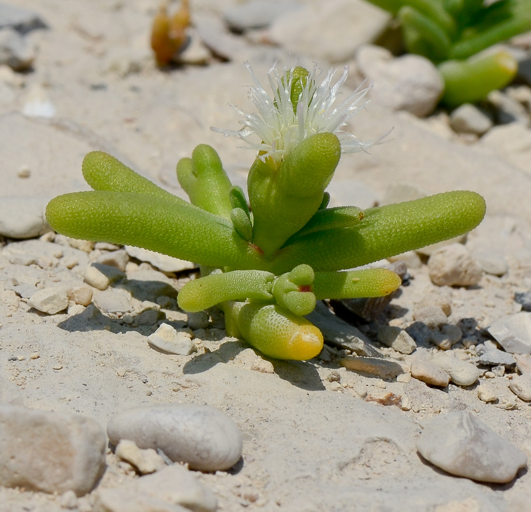 Image of Mesembryanthemum cryptanthum specimen.