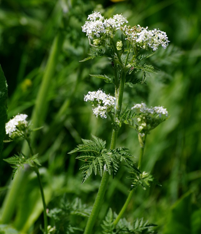 Изображение особи Anthriscus sylvestris.