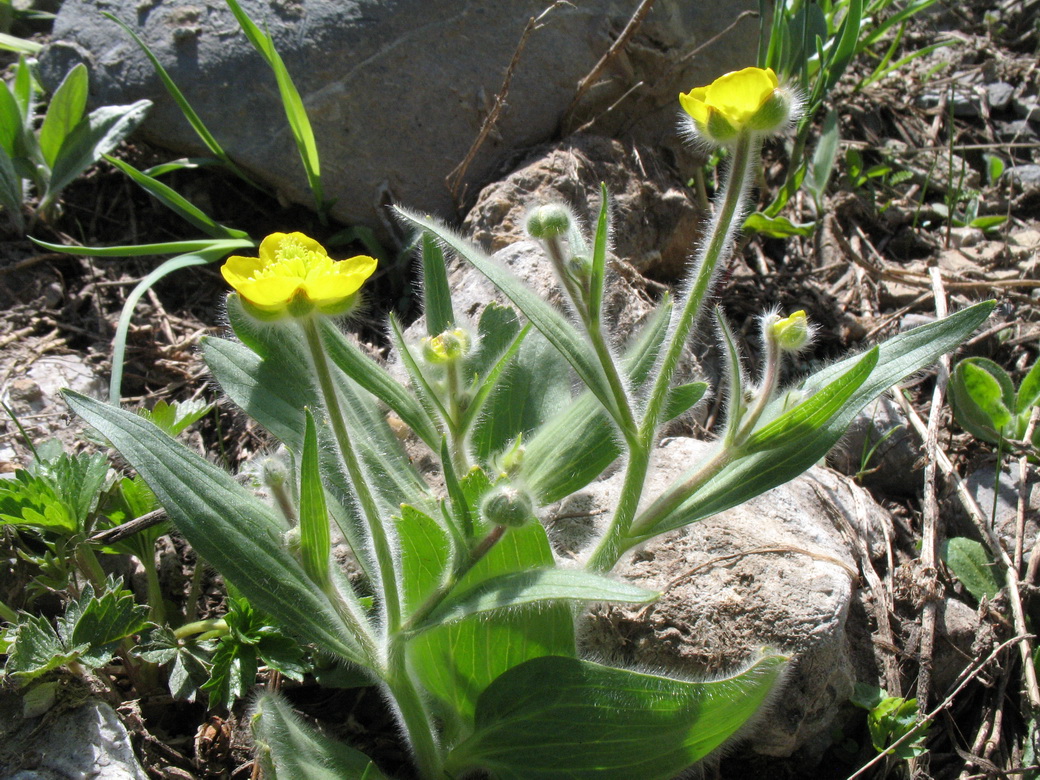 Image of Ranunculus paucidentatus specimen.