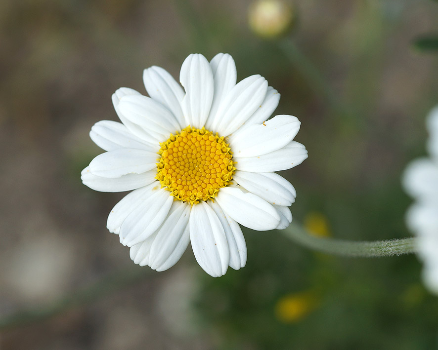 Image of Pyrethrum poteriifolium specimen.